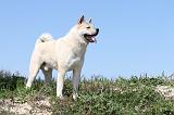 AKITA AMERICAIN 084